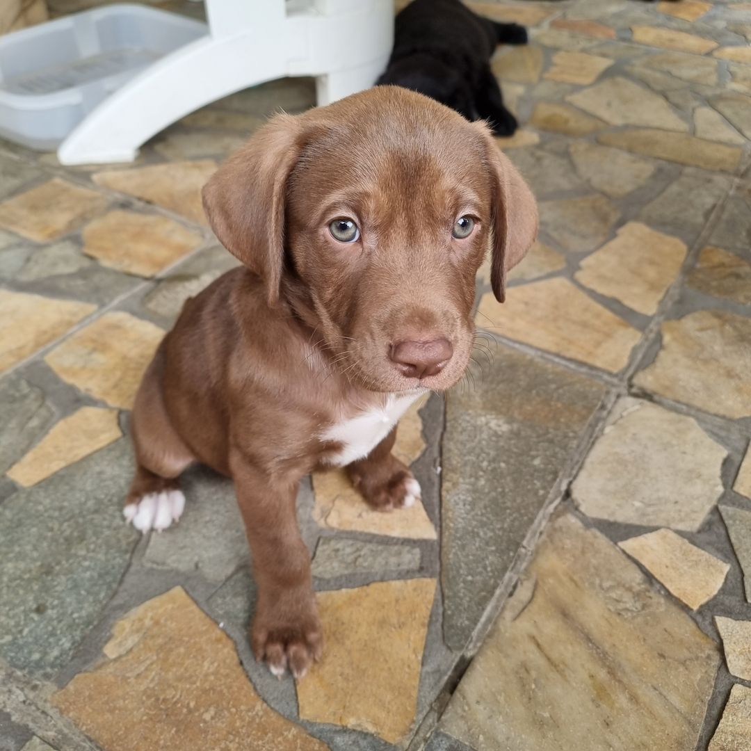 3 Labrador mix Welpen
