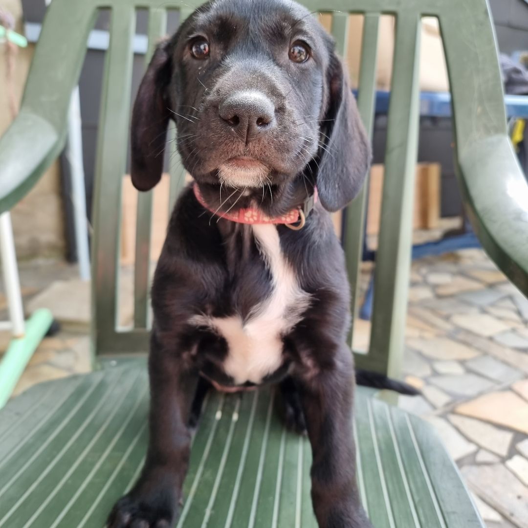 3 Labrador mix Welpen