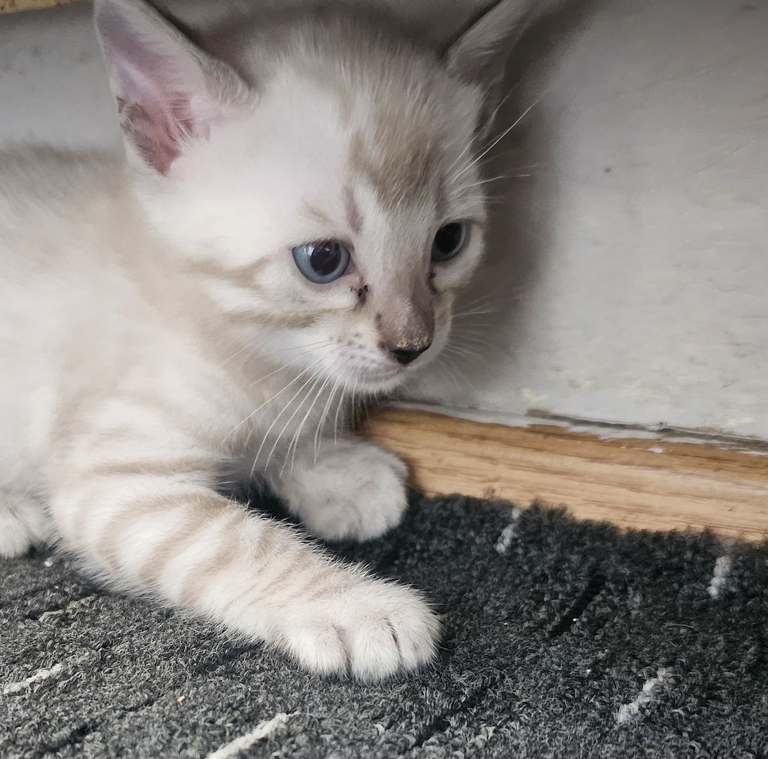 Bengal Kitten