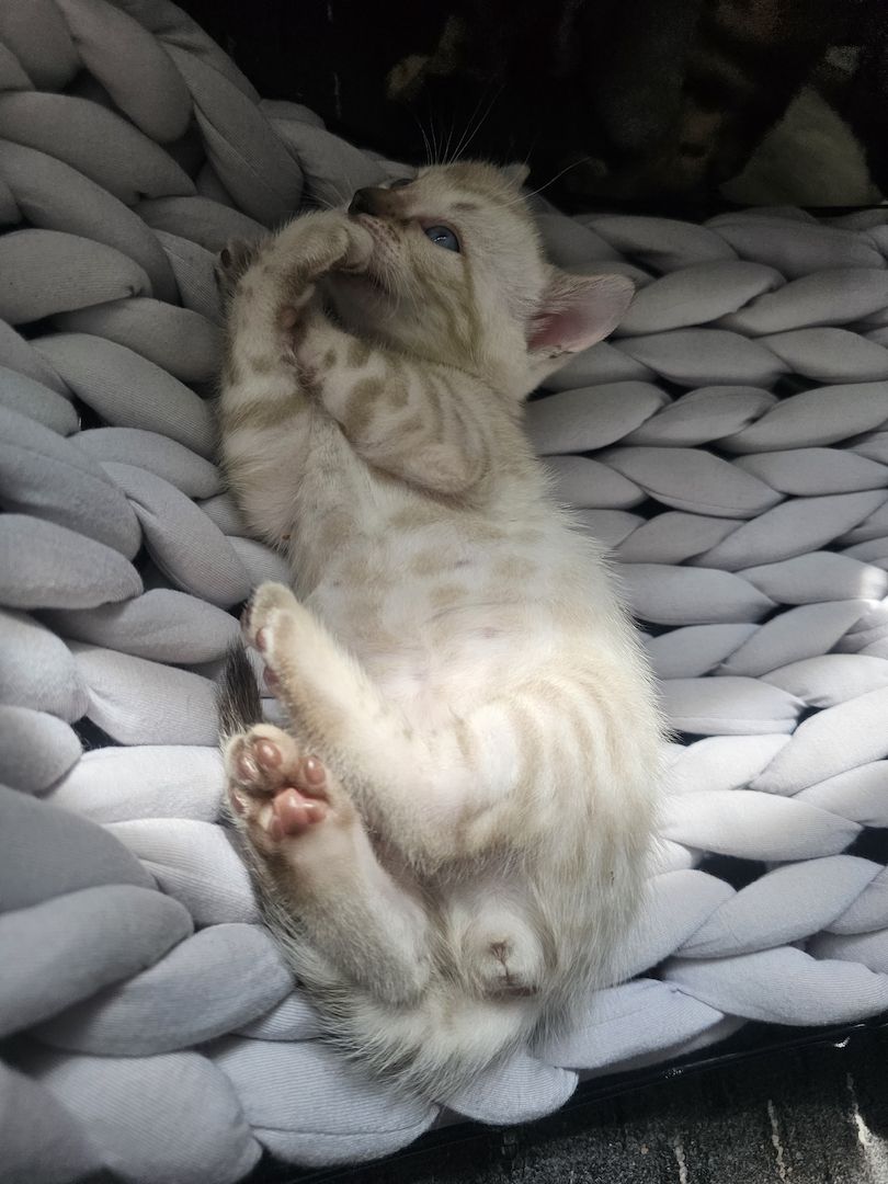 Bengal Kitten