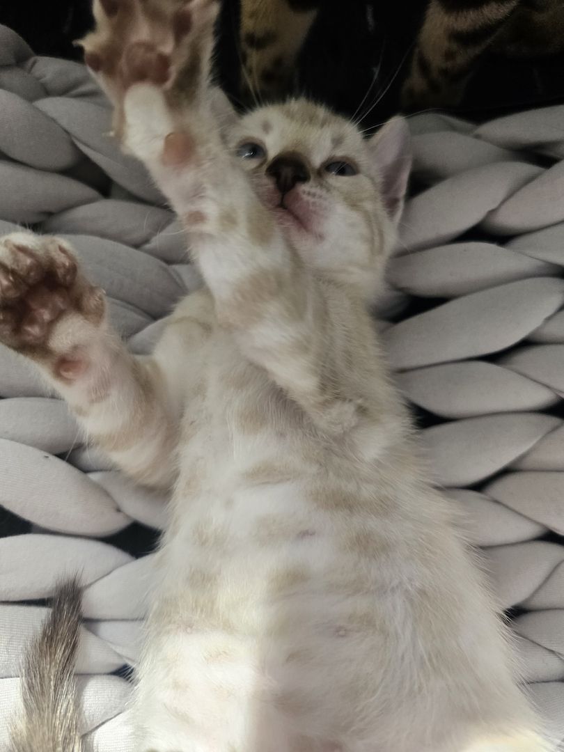 Bengal Kitten