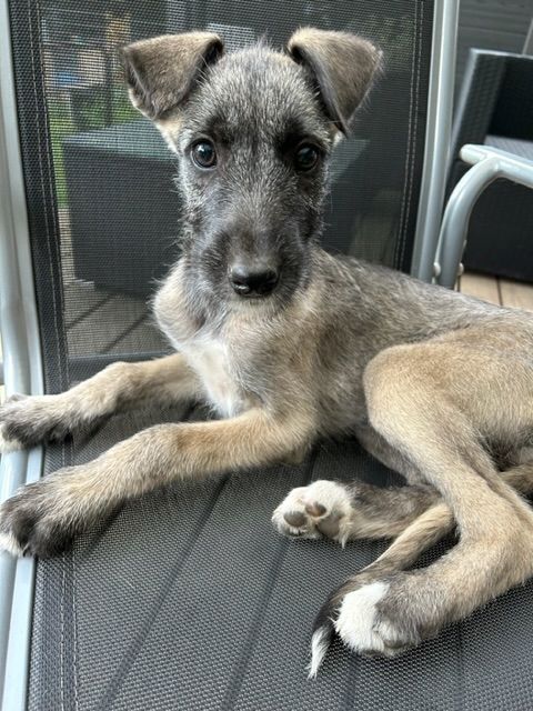 Rassetypische Irish Wolfhound Welpen
