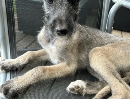 Rassetypische Irish Wolfhound Welpen