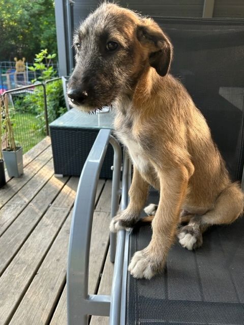 Rassetypische Irish Wolfhound Welpen