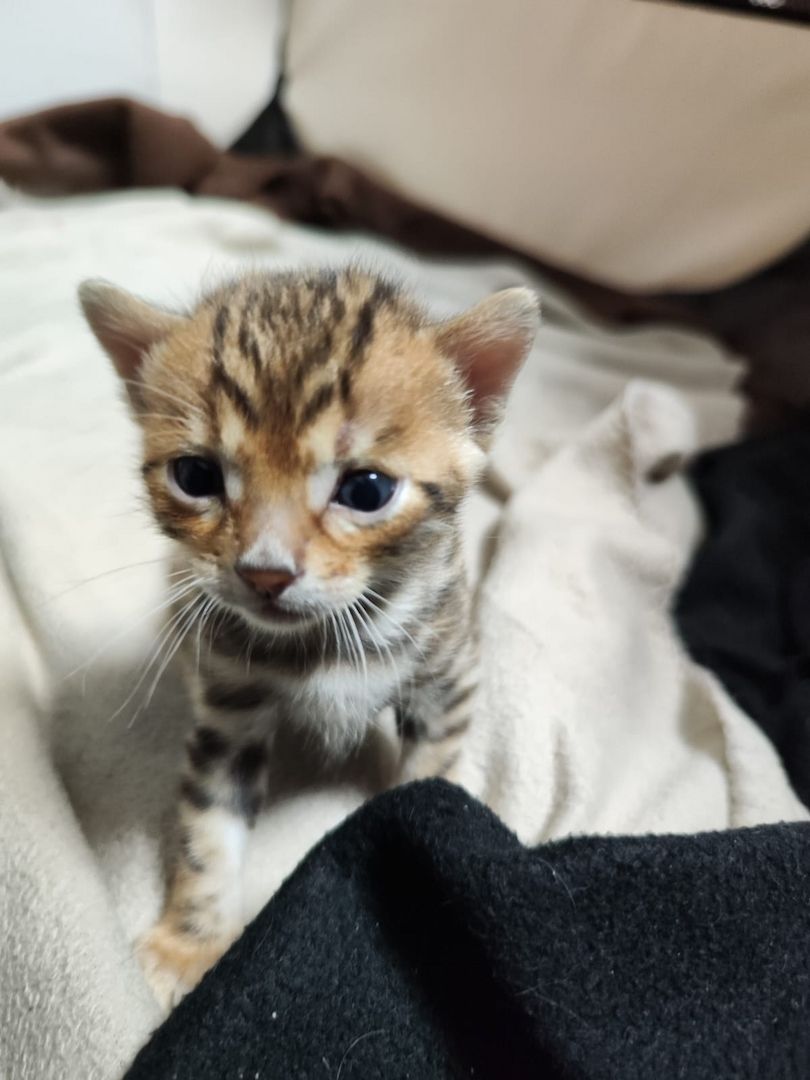 Bengal Kitten zu verkaufen