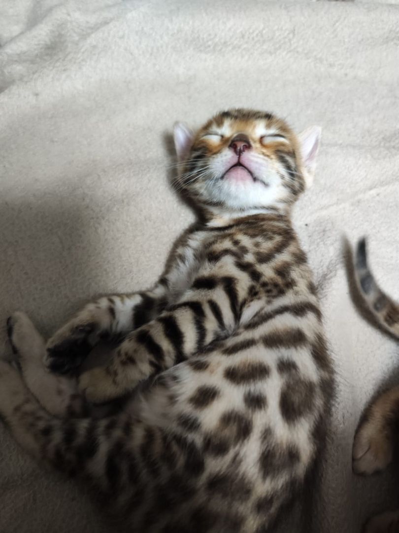 Bengal Kitten zu verkaufen