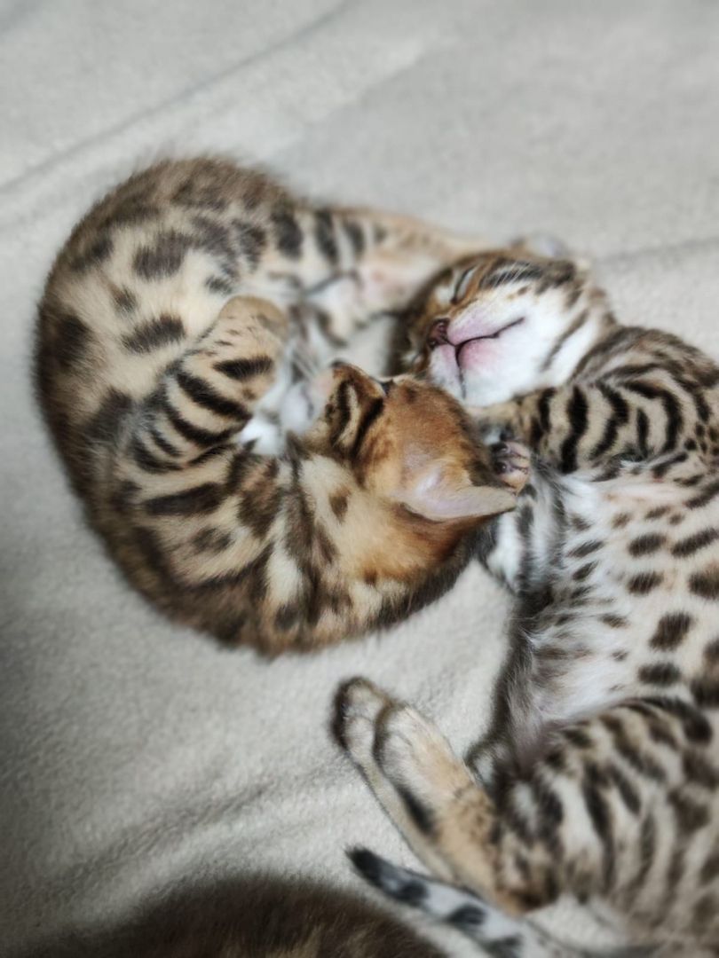 Bengal Kitten zu verkaufen