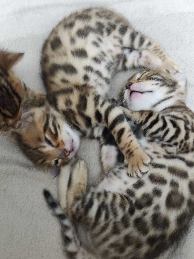 Bengal Kitten zu verkaufen