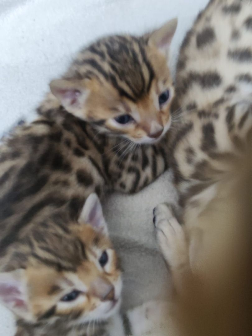 Bengal Kitten zu verkaufen