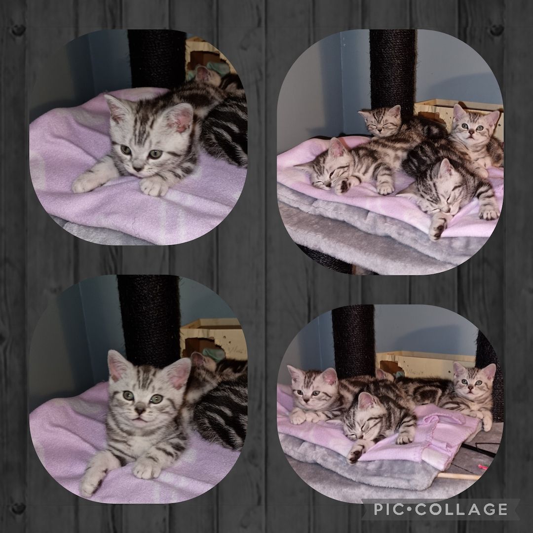 Reinrassige BKH Kitten Reinrassige BKH Kitten