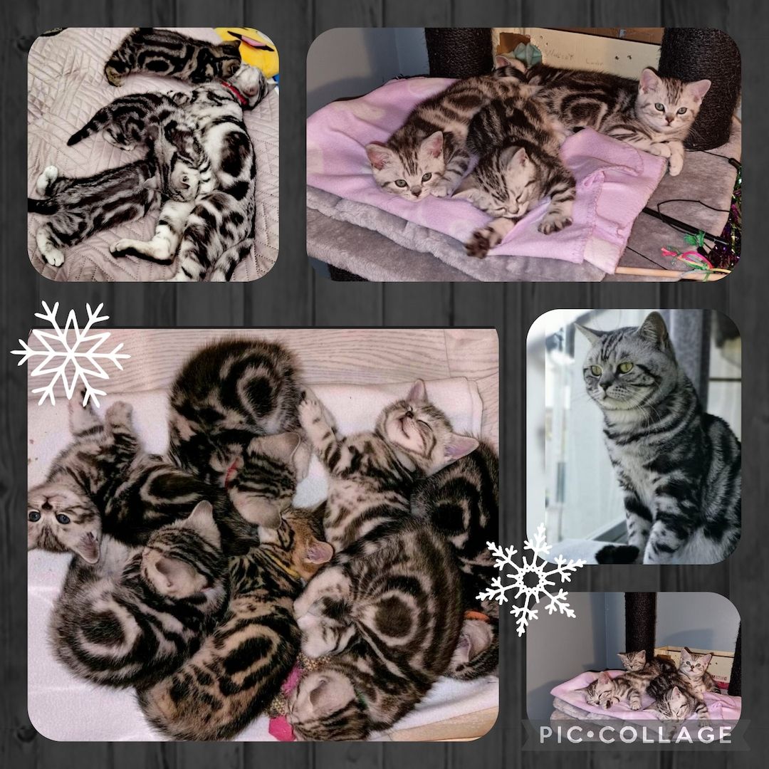 Reinrassige BKH Kitten Reinrassige BKH Kitten