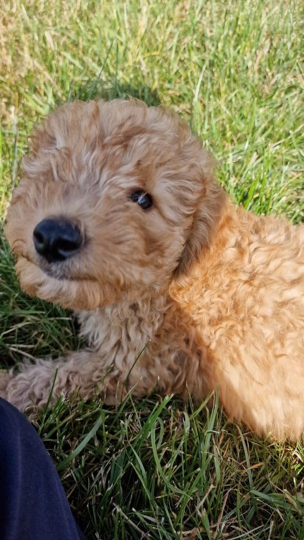 TOY Pudel Welpe TOY Pudel Welpe