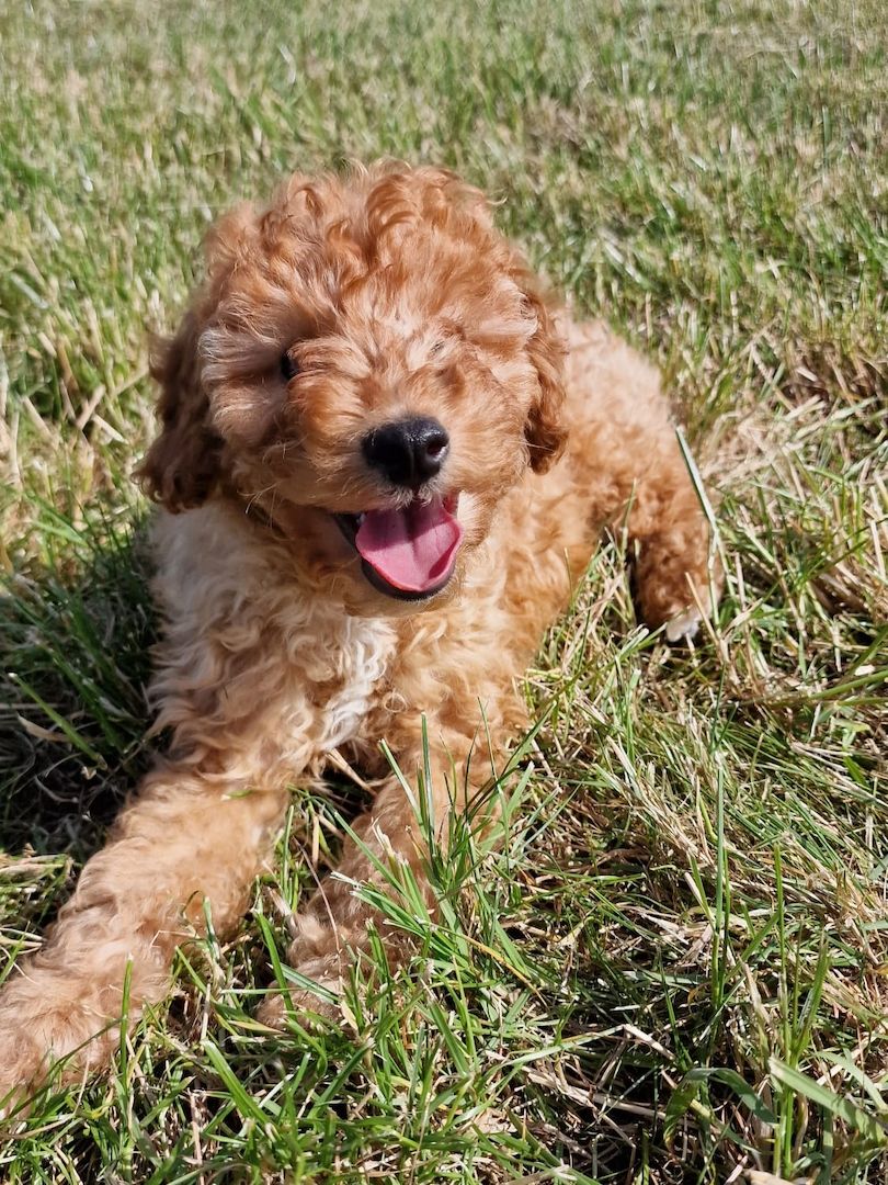 TOY Pudel Welpe TOY Pudel Welpe