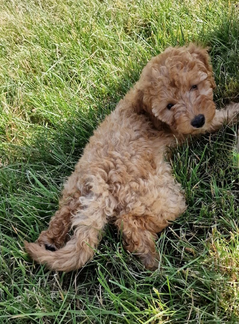 TOY Pudel Welpe TOY Pudel Welpe