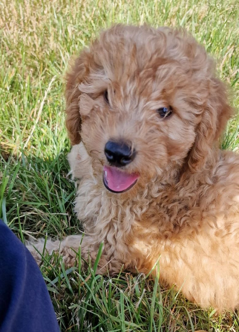 TOY Pudel Welpe TOY Pudel Welpe