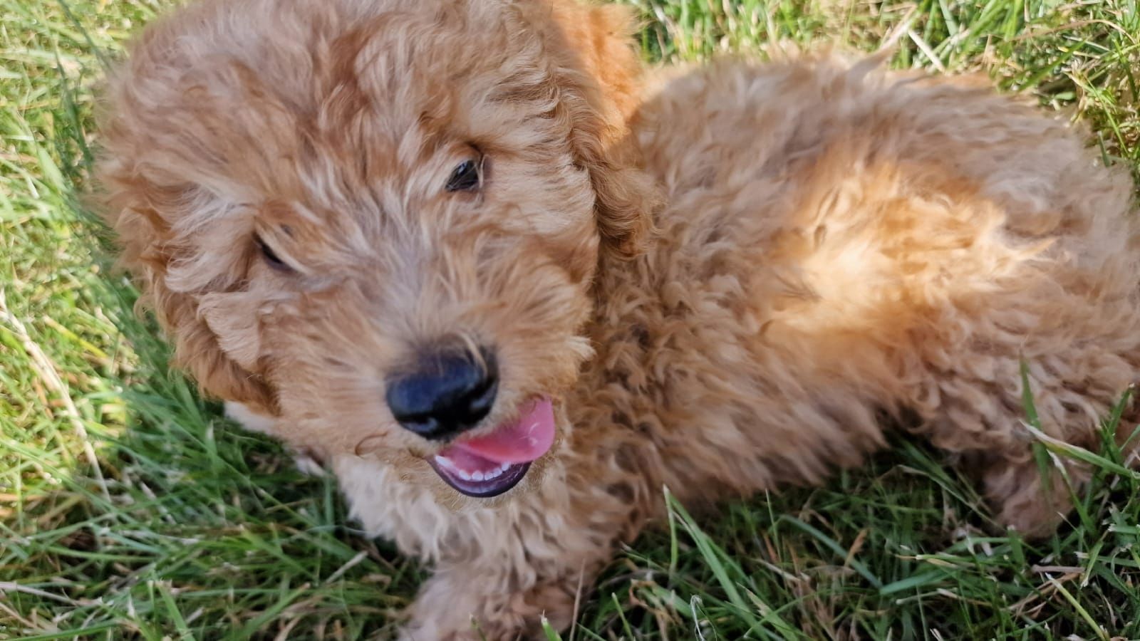 TOY Pudel Welpe TOY Pudel Welpe