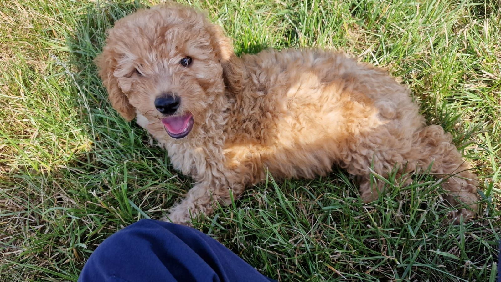 TOY Pudel Welpe TOY Pudel Welpe