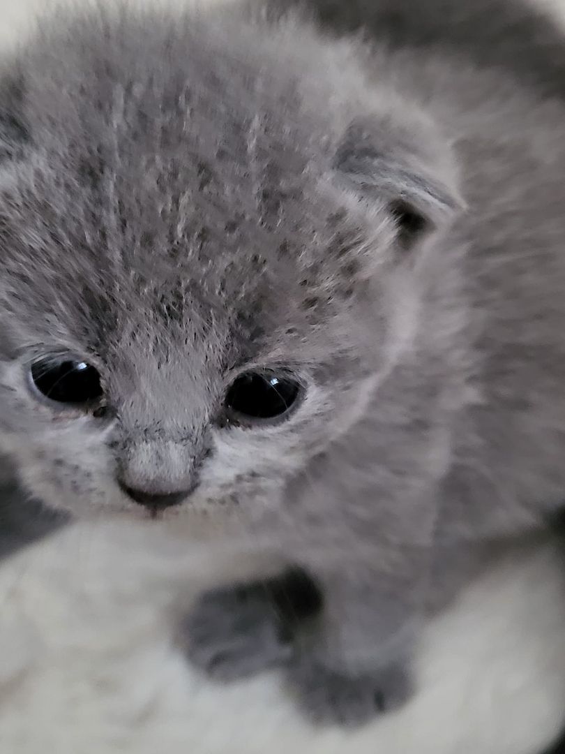 Bkh&Blue Russian Kitten abzugeben