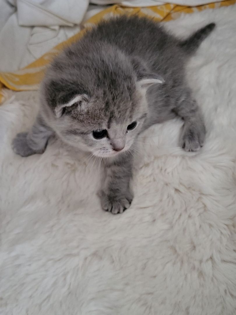 Bkh&Blue Russian Kitten abzugeben