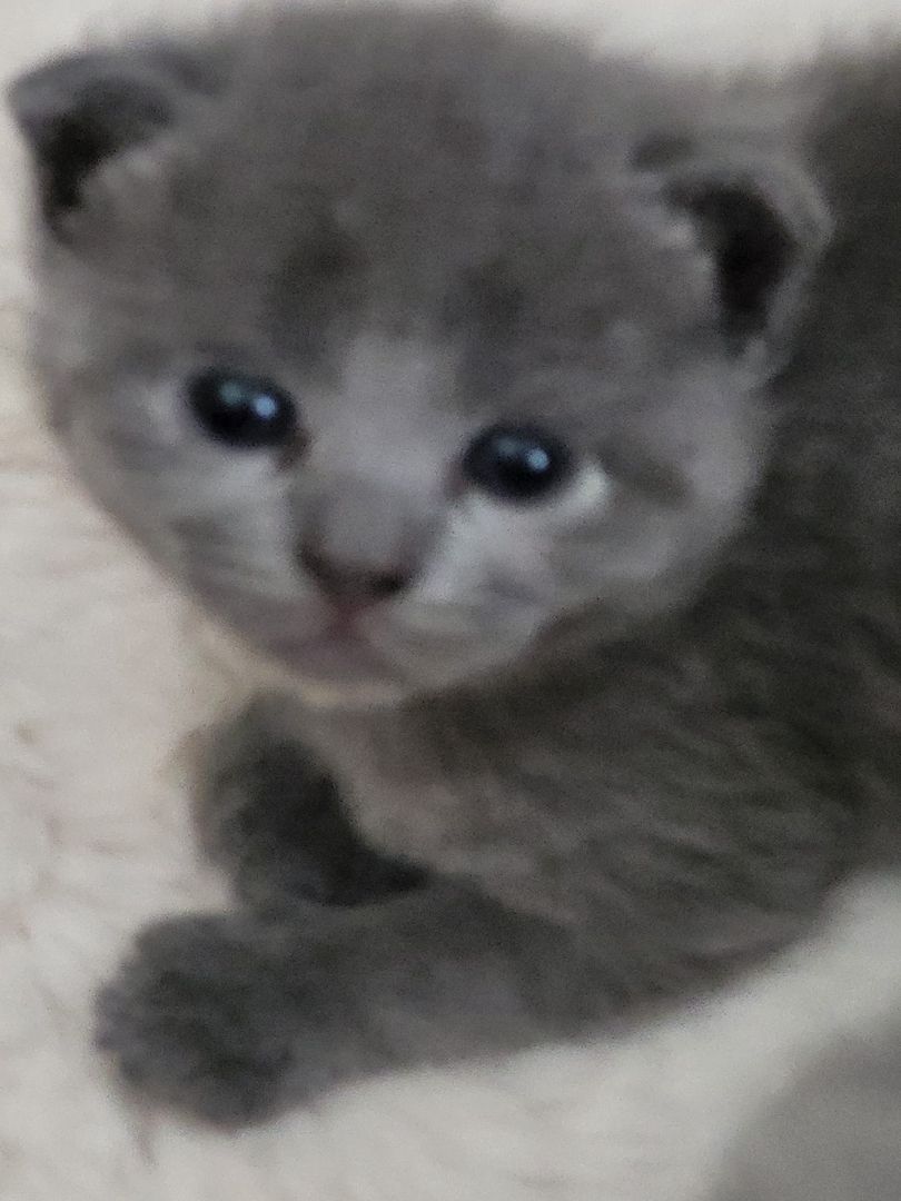 Bkh&Blue Russian Kitten abzugeben