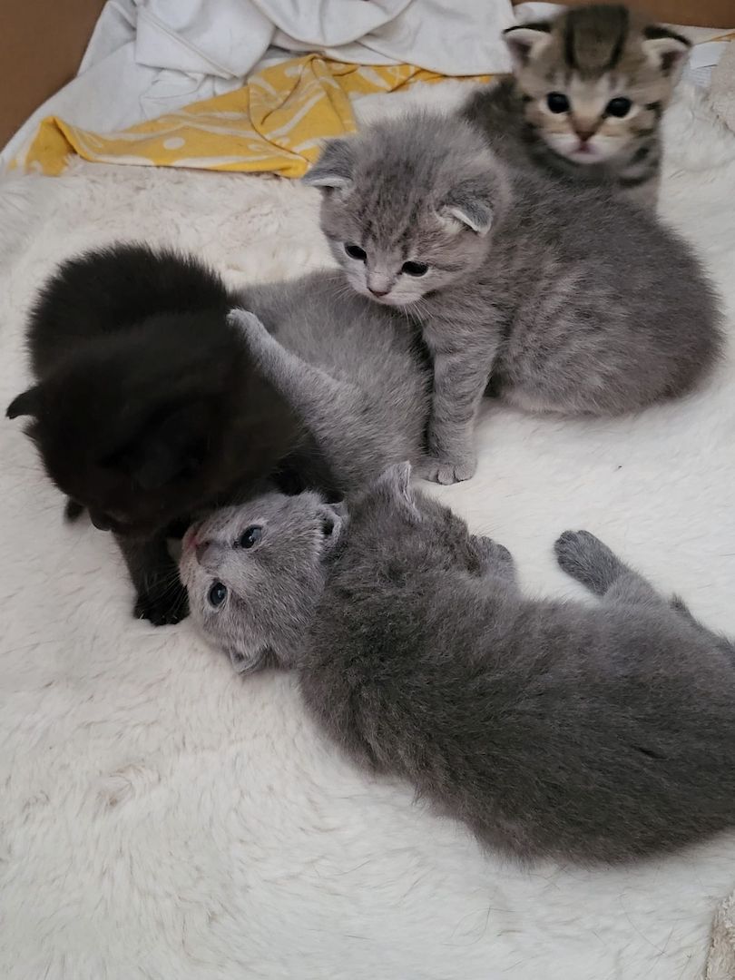 Bkh&Blue Russian Kitten abzugeben