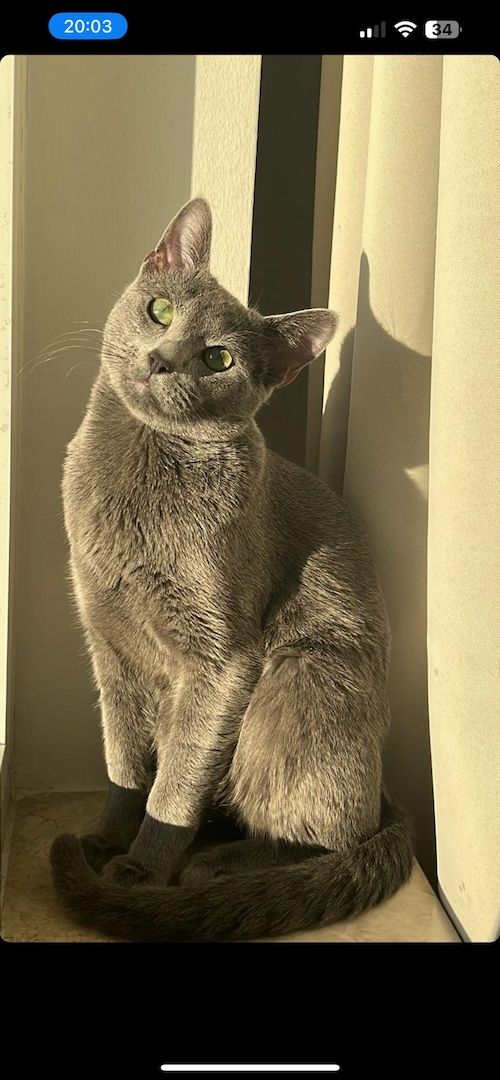 Bkh&Blue Russian Kitten abzugeben