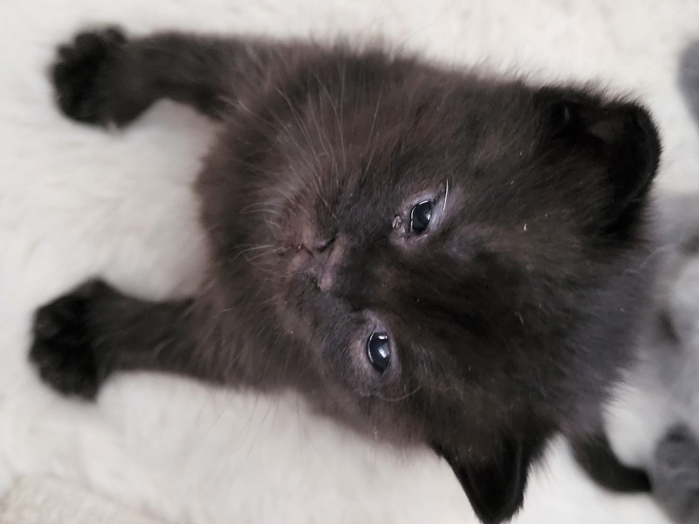 Bkh&Blue Russian Kitten abzugeben