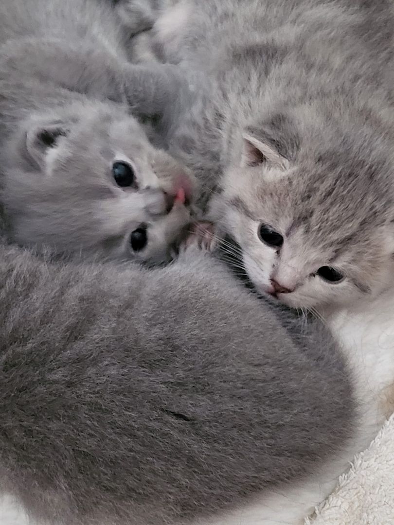 Bkh&Blue Russian Kitten abzugeben