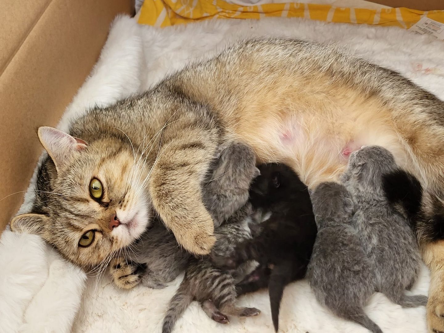 Bkh&Blue Russian Kitten abzugeben