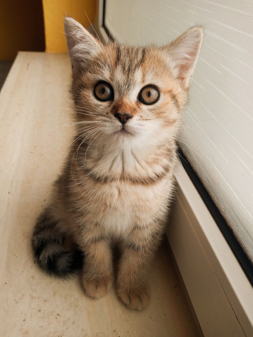 BKH Mädchen Britisch Kurzhaar