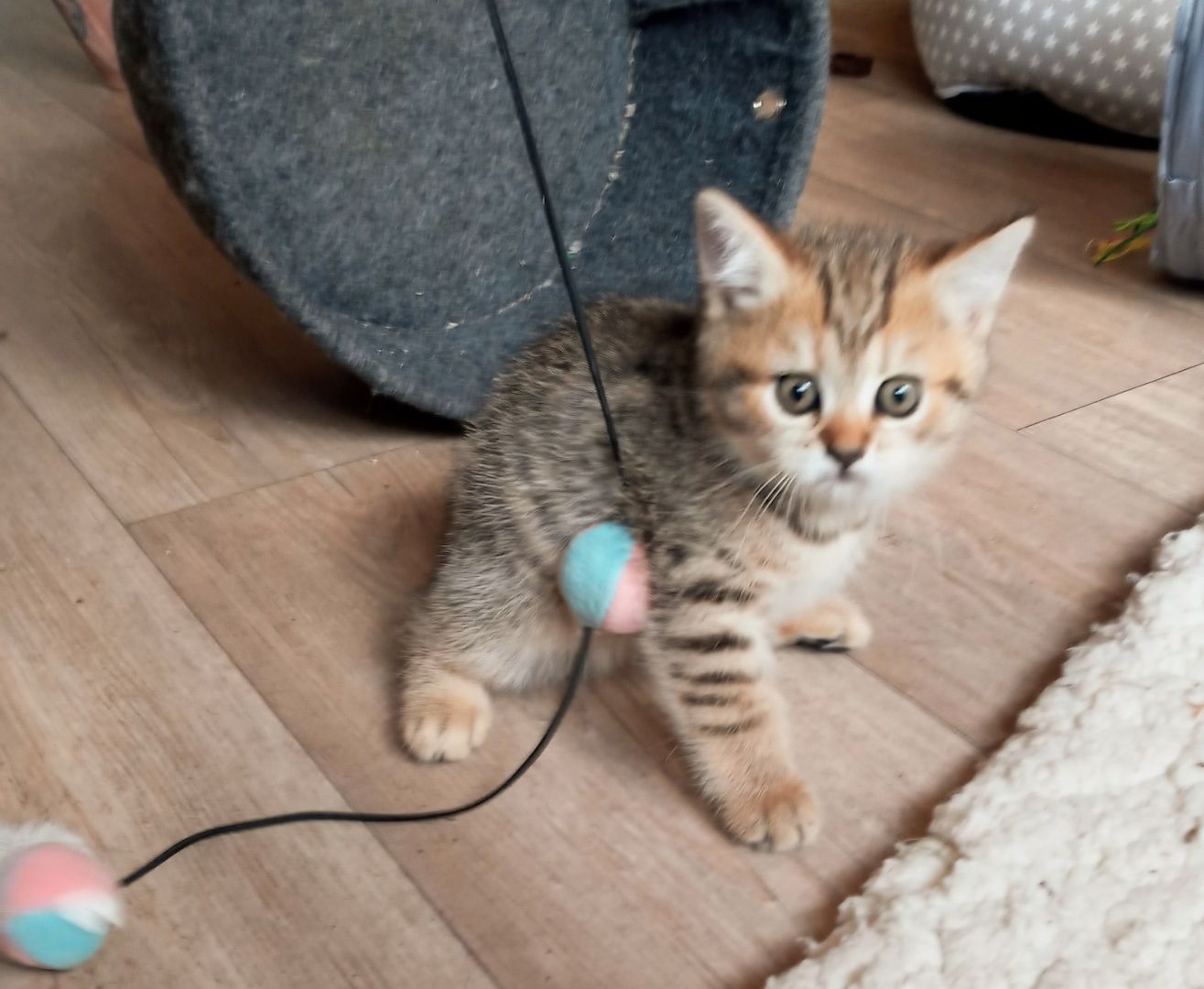 BKH Mädchen Britisch Kurzhaar