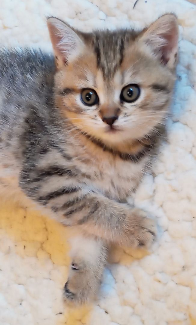 BKH Mädchen Britisch Kurzhaar