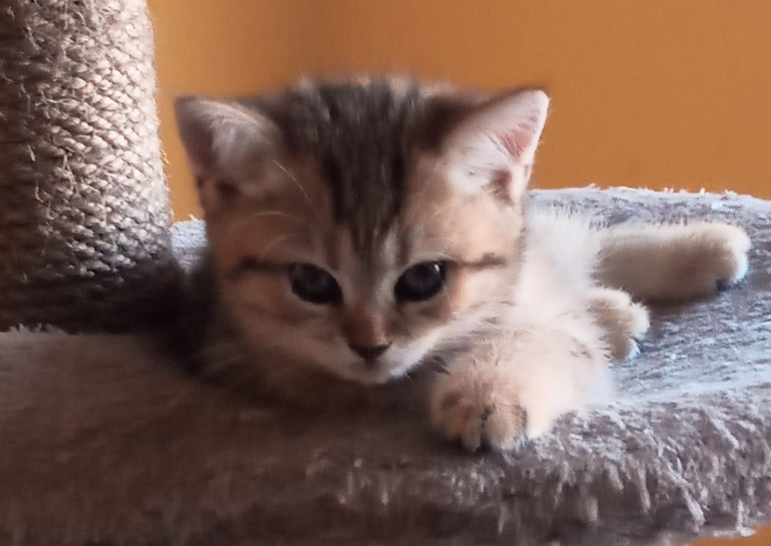 BKH Mädchen Britisch Kurzhaar