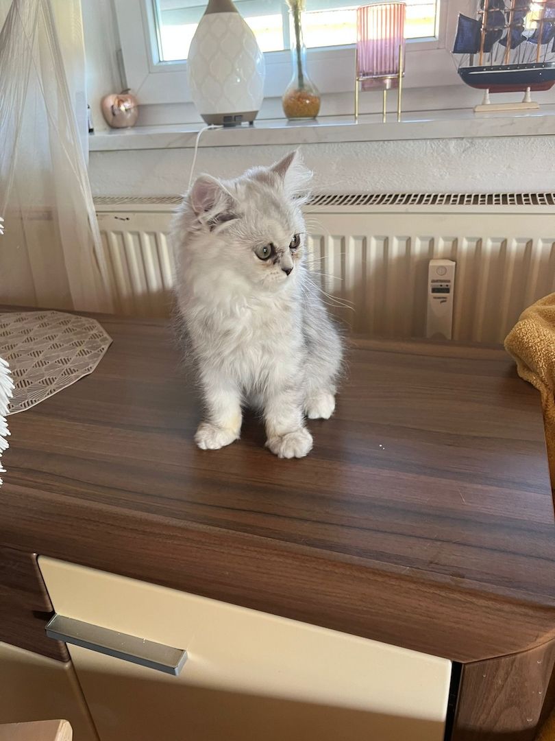 Perser Chinchilla Kater