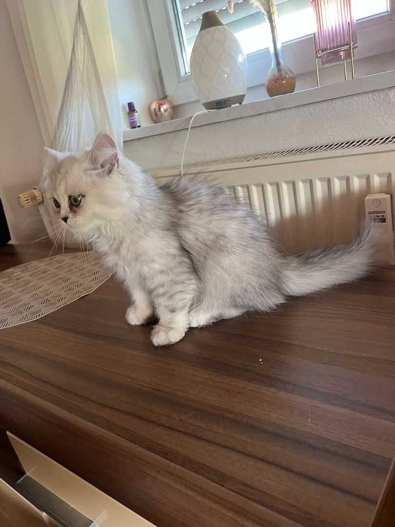 Perser Chinchilla Kater