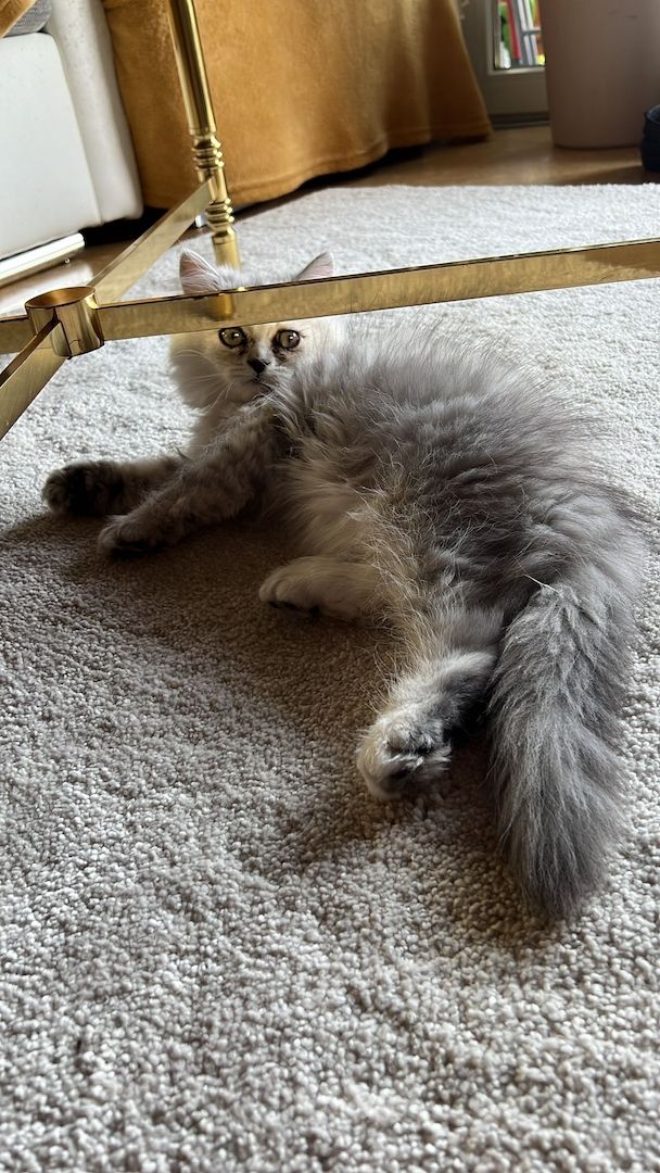 Perser Chinchilla Kater