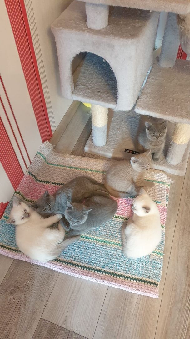 Britisch Kurzhaar Kitten BKH