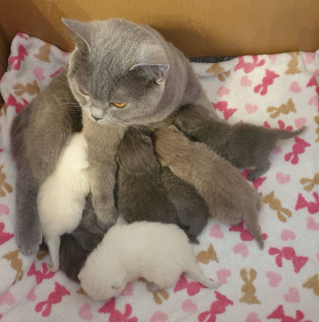 Britisch Kurzhaar Kitten BKH