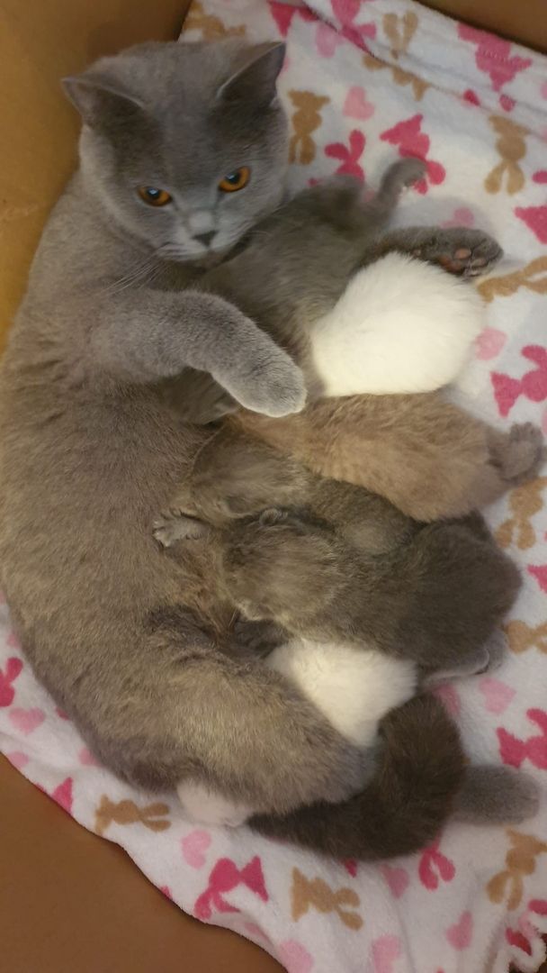 Britisch Kurzhaar Kitten BKH