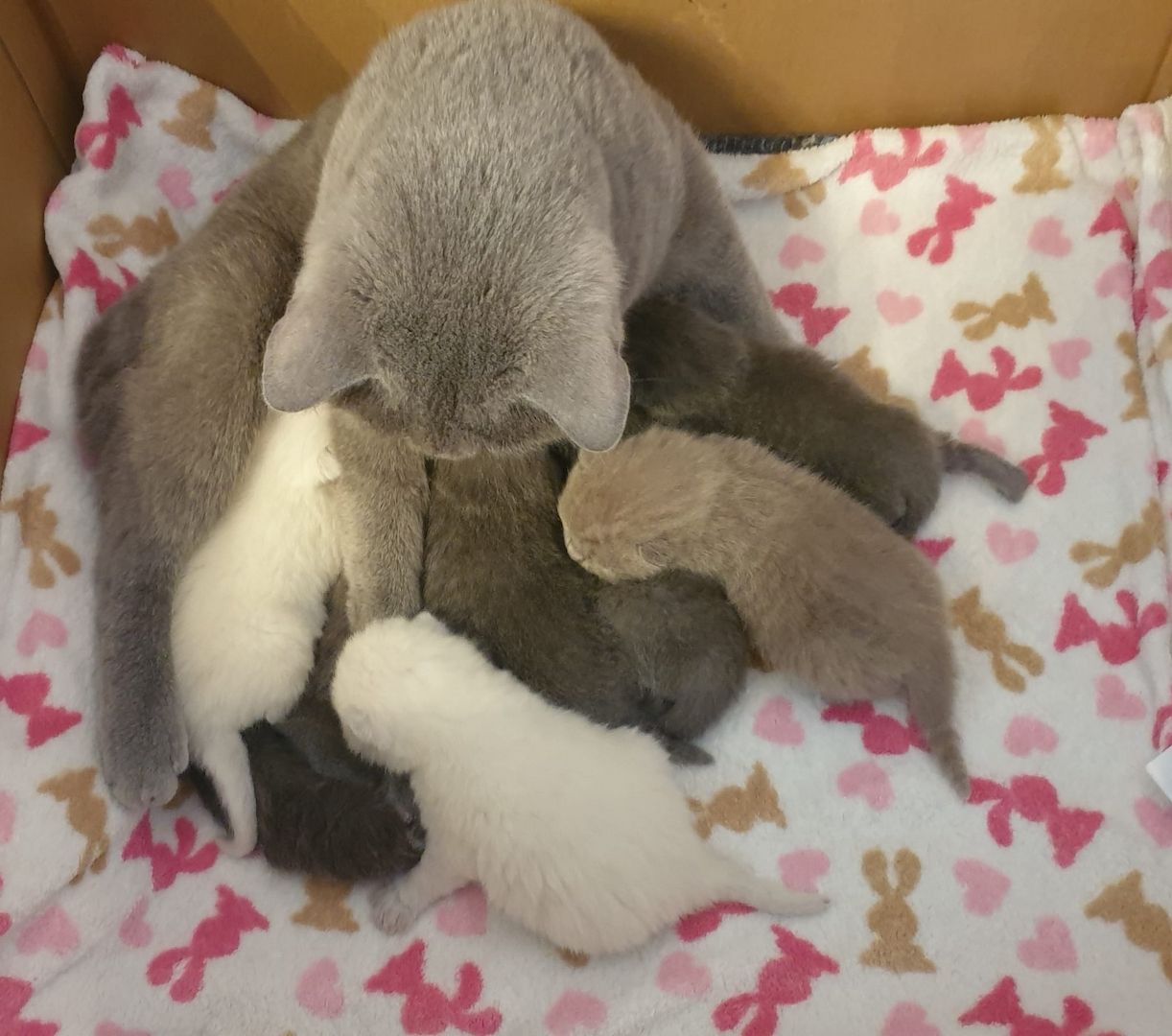 Britisch Kurzhaar Kitten BKH