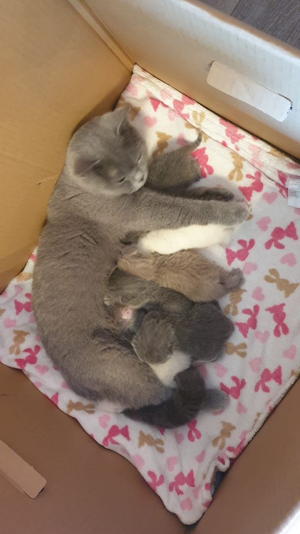 Britisch Kurzhaar Kitten BKH