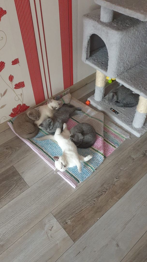 Britisch Kurzhaar Kitten BKH