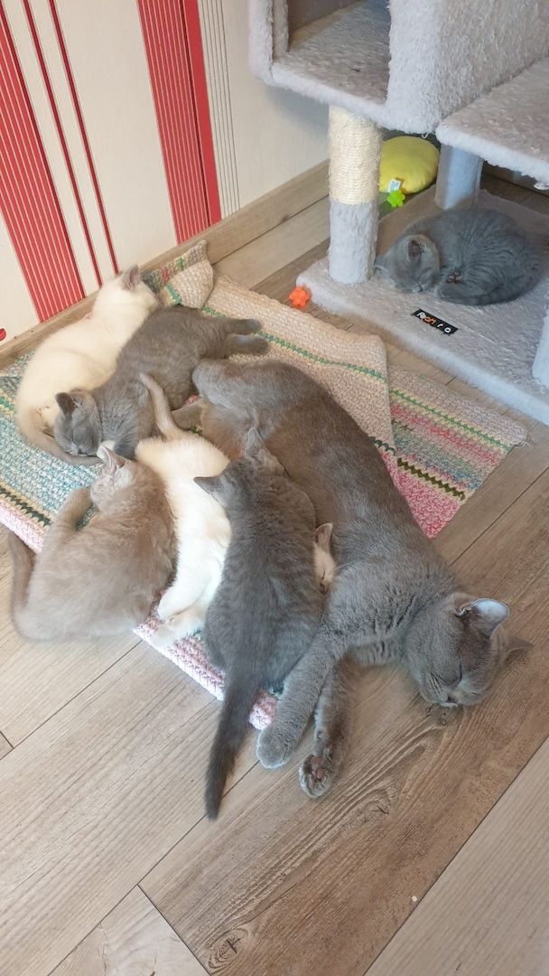 Britisch Kurzhaar Kitten BKH