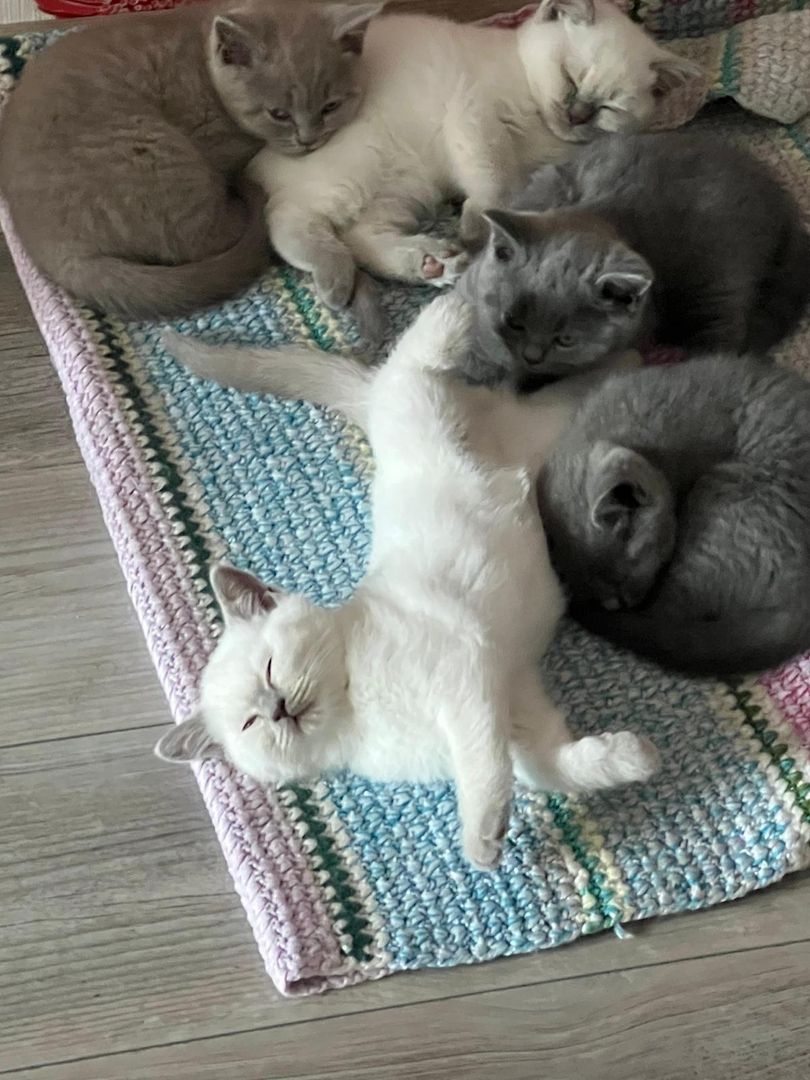 Britisch Kurzhaar Kitten BKH