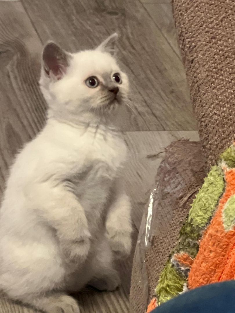 Britisch Kurzhaar Kitten BKH