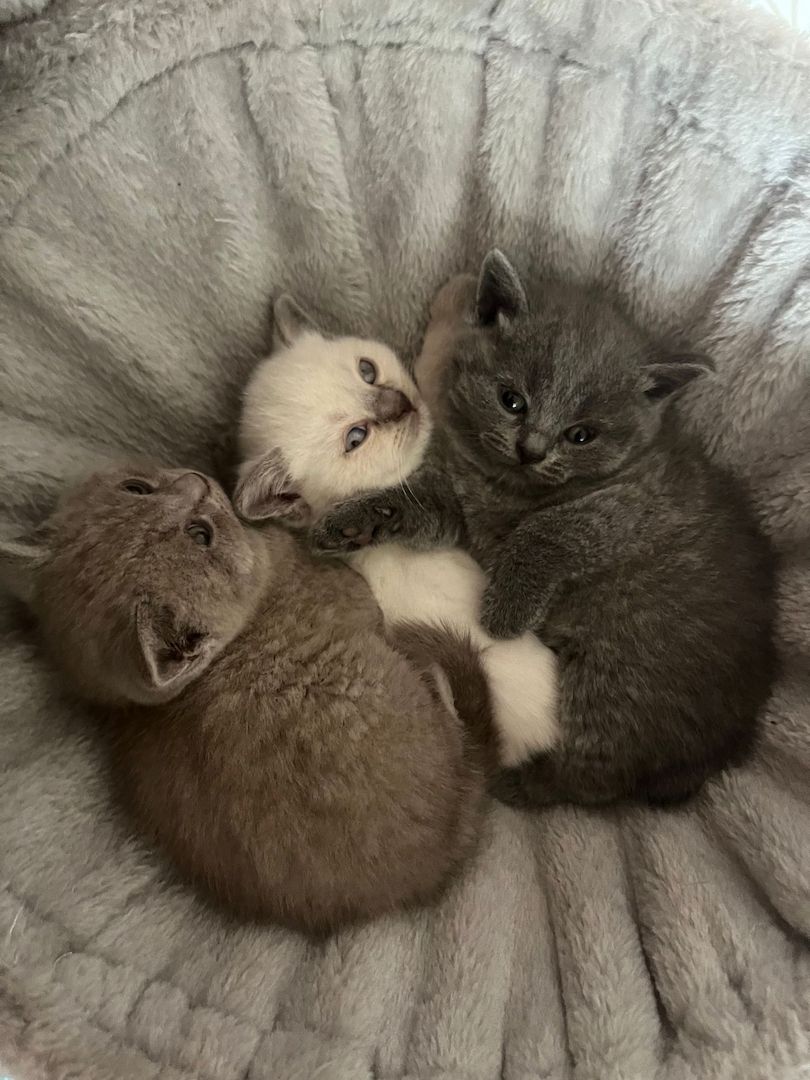 Britisch Kurzhaar Kitten BKH