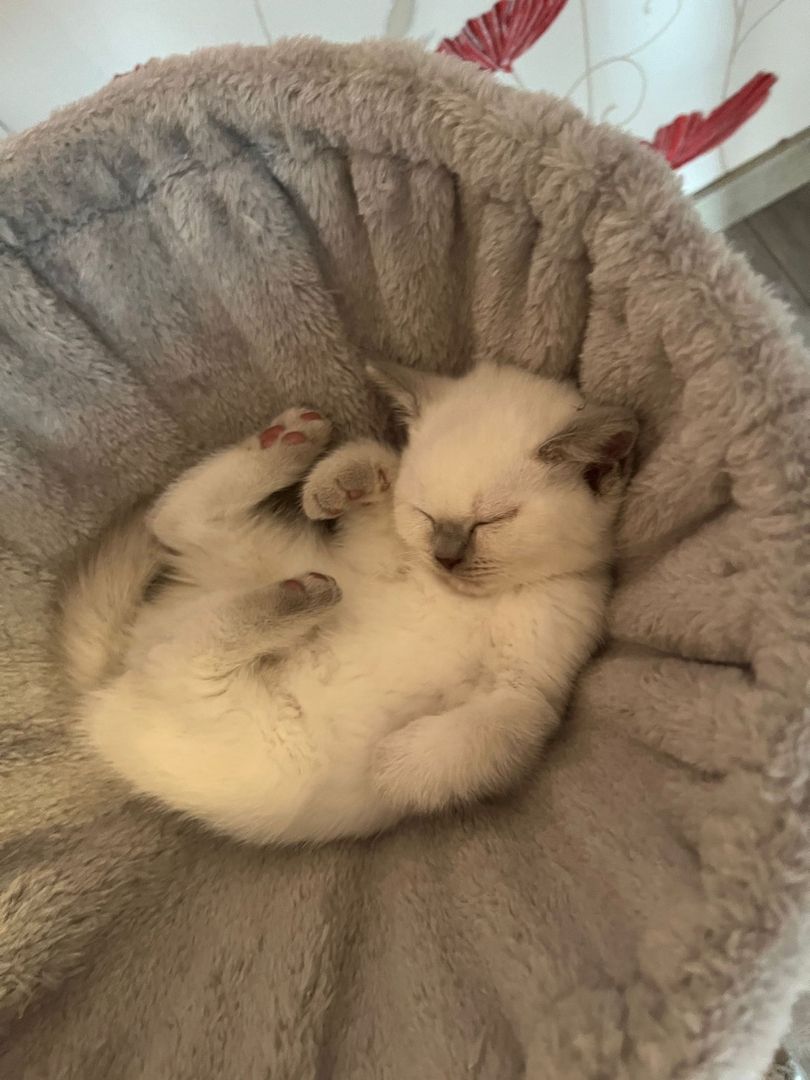 Britisch Kurzhaar Kitten BKH