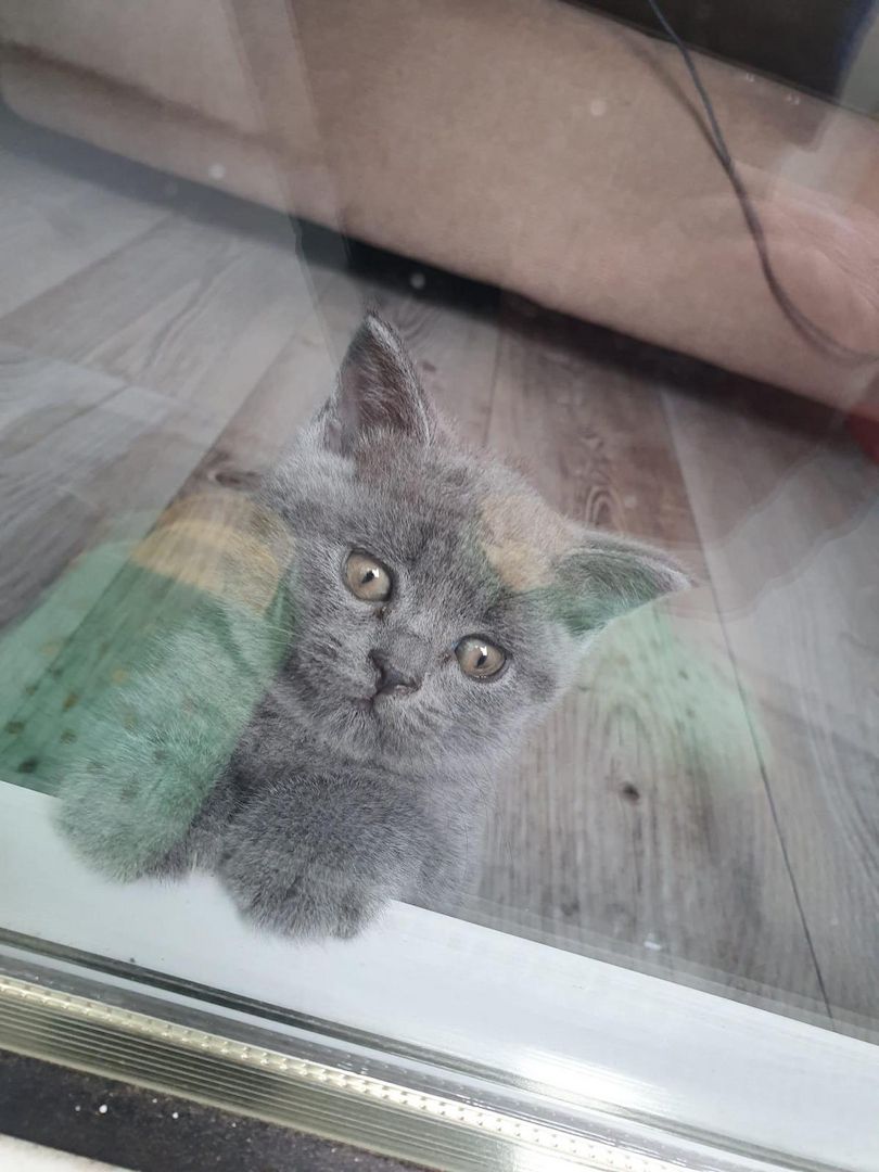 Britisch Kurzhaar Kitten BKH