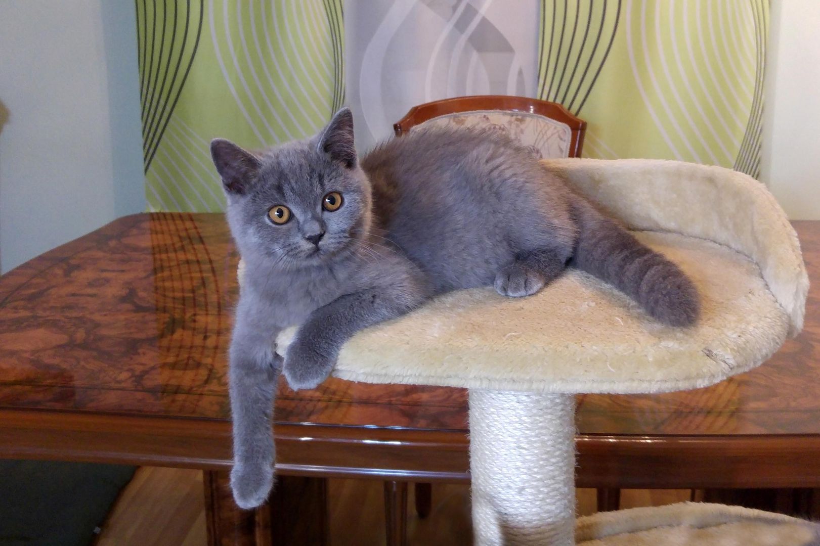 Britische kutzhaar Kitten in blau