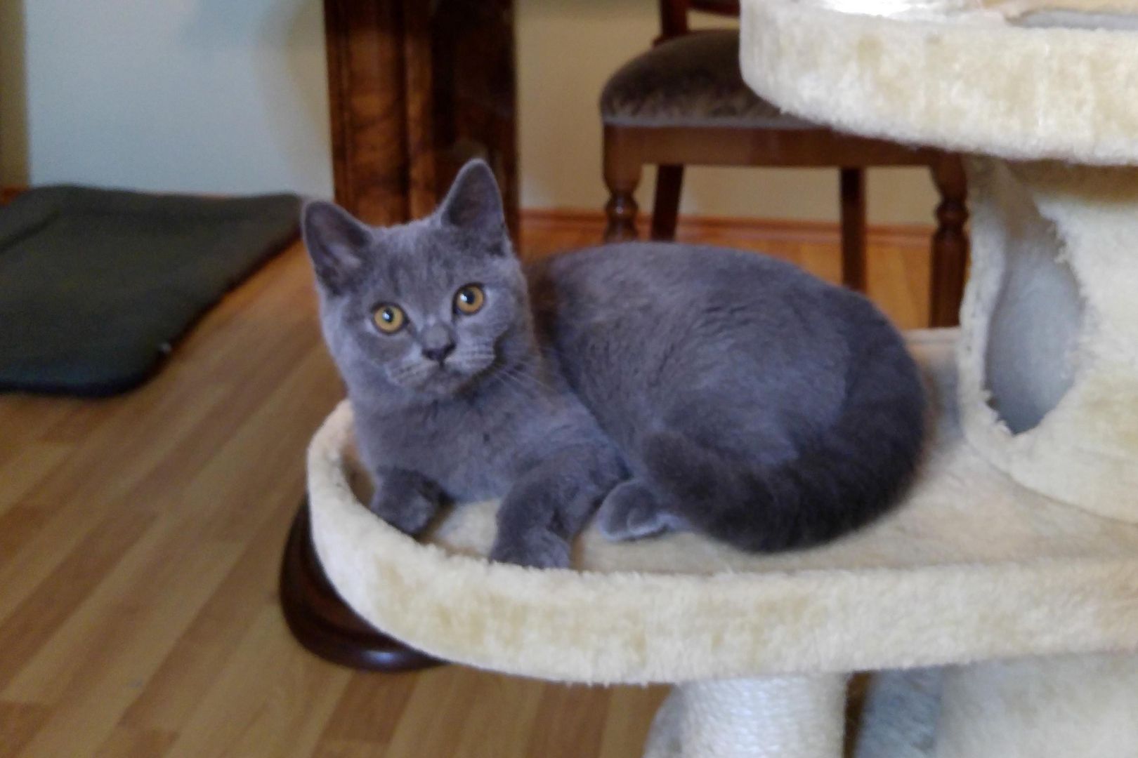 Britische kutzhaar Kitten in blau